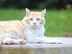 Cat_in_Garden_8554 (1).jpg