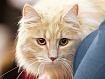Cat_Ginger_9747.jpg