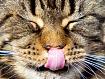 Cat_Lick_3743.jpg