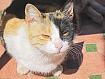 Cat_Two_Tone_0929.jpg