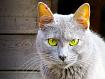 Cat_Boreon_0303.jpg
