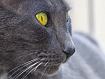 Cat_Right_2664.jpg