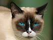 cat_blue_eyes.jpg