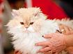 Cat_in_Hand_5004.jpg