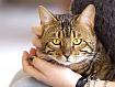 Cat_in_Hand_3720.jpg