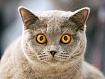 Startled_Cat_9760.jpg