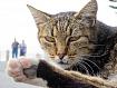 Cat_Paw_0193.jpg