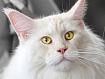 Cat_Norwegian_5033.jpg