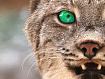 LynxLook.jpg