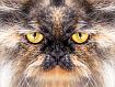 Cat_Peille_6494.jpg