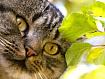 Cat_Leaves.jpg