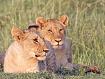Lion_Pair_1193.jpg