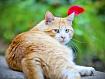 Cat_Over_8556.jpg
