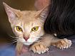 Cat_Shoulder_3689.jpg