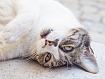 Cat_Inverted_3870.jpg